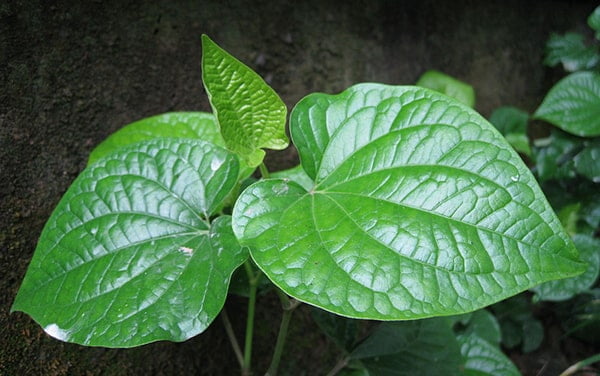 cay-la-lot Cây lá lốt