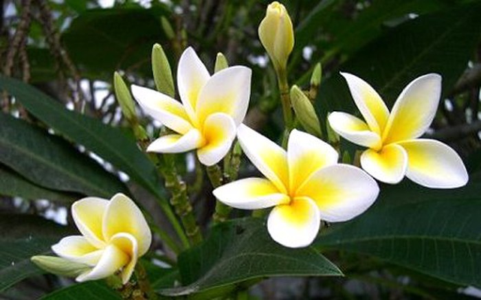Loài hoa có khởi nguồn từ Mexico, Trung Mỹ, Venezuela