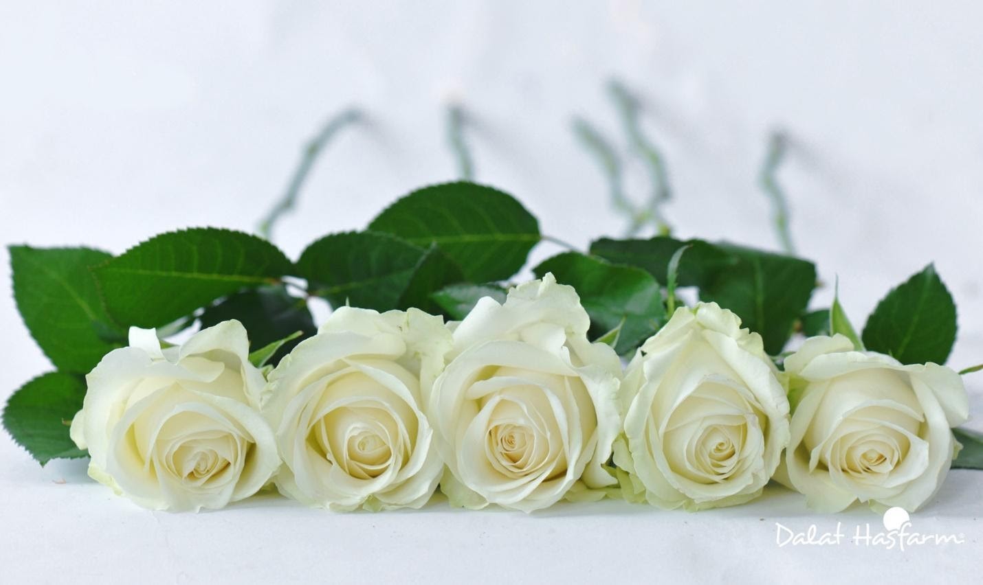 [HOT] Khám phá TOP 5 điều thú vị nhất về hoa hồng trắng