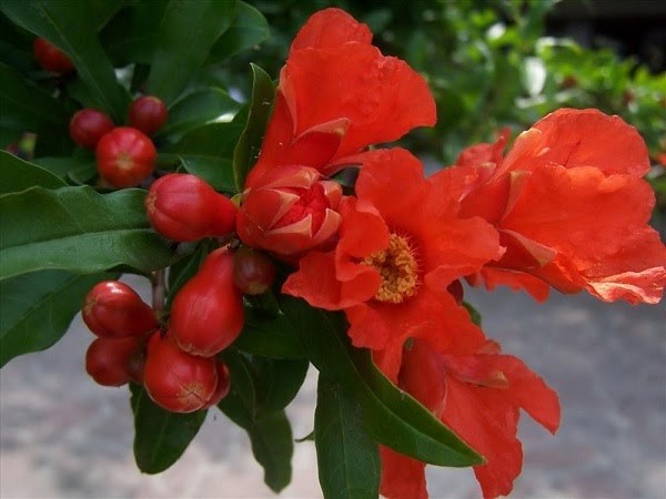 Loài hoa có khởi nguồn từ Tây Ban Nha và các nước Tây Nam Á