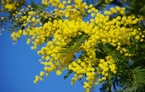 hoa-mimosa-1