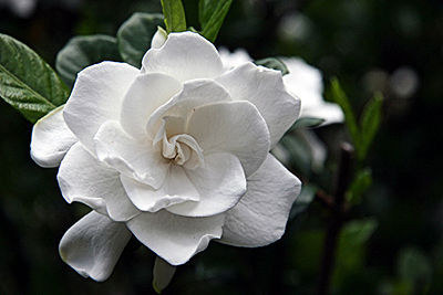 Hoa Ngọc Anh | Ý nghĩa, nguồn gốc và cách chăm sóc