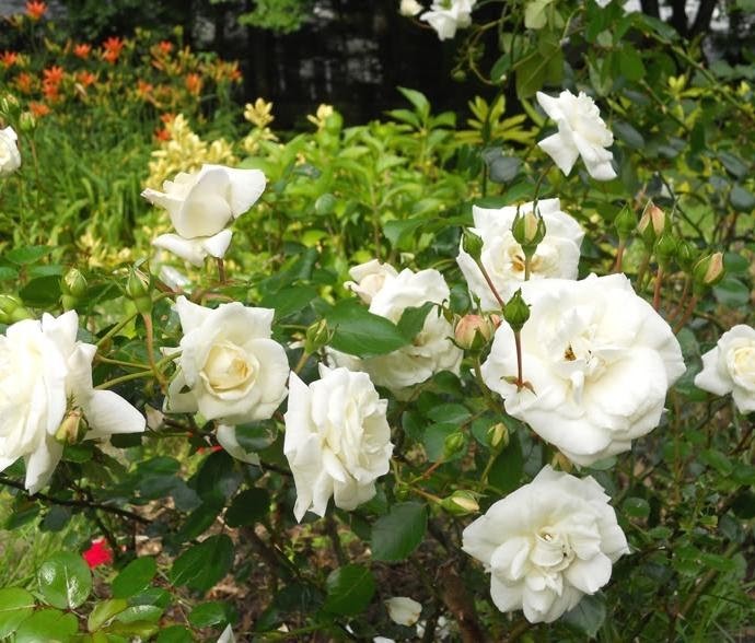 Cách chăm sóc hoa hồng trắng
