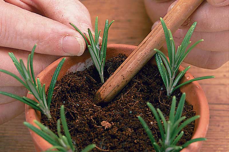 hướng dẫn trồng cây hương thảo