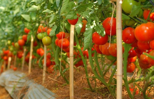 hướng dẫn trồng cây cà chua