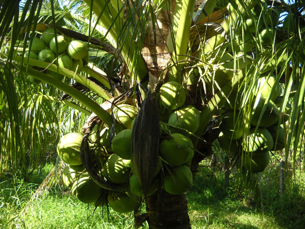 hướng dẫn trồng cây dừa